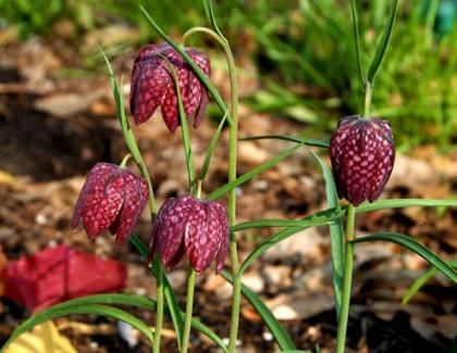 Fritilaria Meleagris